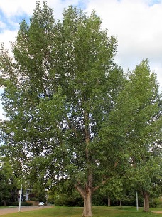 Prairietime Trees Estevan Poplars