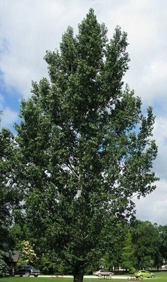 Prai Tree Prairietime Trees Sale Estevan Order